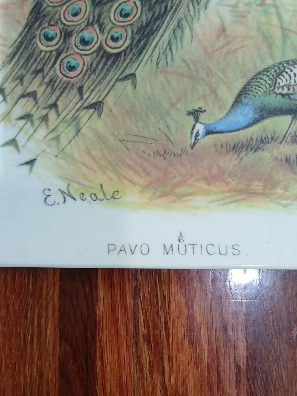 Pottery Barn Peacock Melamine Tray